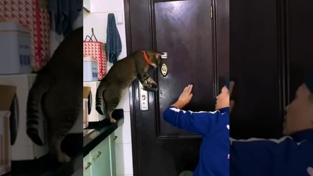 Видео кота открой дверь. Котик в дверях. Кот говорит открой дверь видео. Кот открывает дверь гиф. Кот открывает дверь.