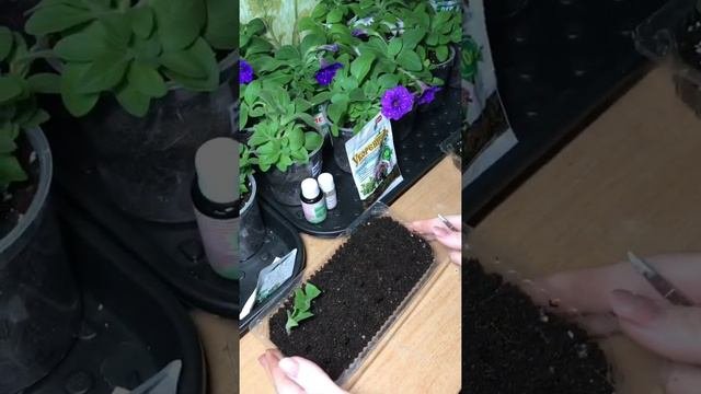 Черенкование вегетативной петунии