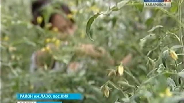 Вырастить можно -- продать нельзя смотреть онлайн