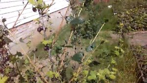 Крыжовник. Отвоеванный урожай у гусениц.