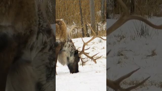 Приближается зима, больше дней, чтобы помнить