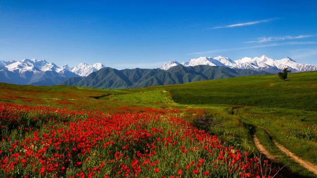 Саламат Садыкова - кыргыз жери смотреть онлайн