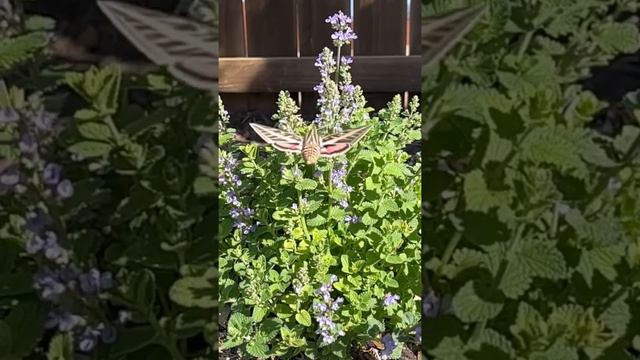 Hummingbird Moth and Catmint