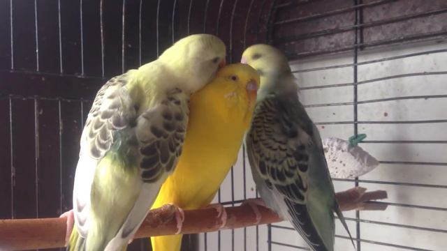 Волнистые попугаи. Малыши почесонят папку смотреть онлайн