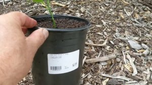 Пробую укоренить черенок бергамота. Bergamot cutting rooting.
