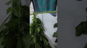 Как работать с Хризантемой?