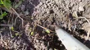 КИТАЙСКИЕ  ОТВОДКИ У ВИНОГРАДА. ТопСад