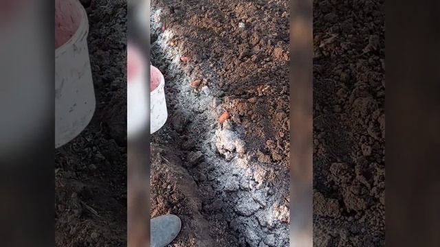 новый и быстрый способ посадки картофеля под мотоблок #лебедка #мотоблок #мотолебедка смотреть онлайн