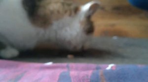 ДЕТИ КОРМЯТ БЕЗДОМНУЮ КОШКУ  ?  МЯУКАНЬЕ / ГОЛОДНЫЕ КОТЫ и БЕЗДОМНЫЕ ЖИВОТНЫЕ