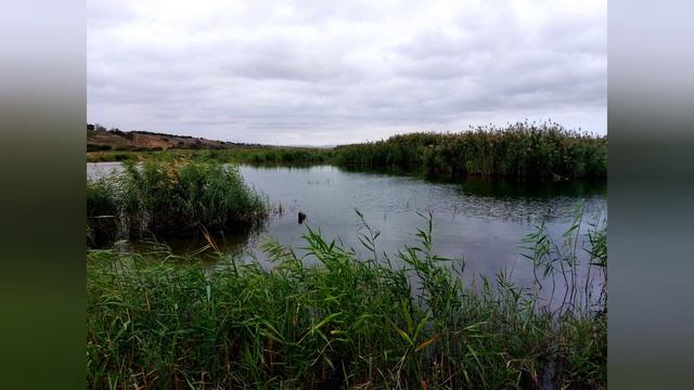 Деревенский отдых.Рыбалка.Азербайджан.Dzeyranbatan Vodokhranilishche смотреть онлайн