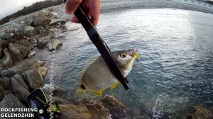 Утренний Ласкирь. "Морской карась" в Геленджике.