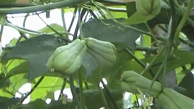 Чайот Бориса Рыженко смотреть онлайн