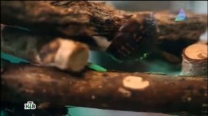 Кухонные испытания выявили идеального убийцу тараканов