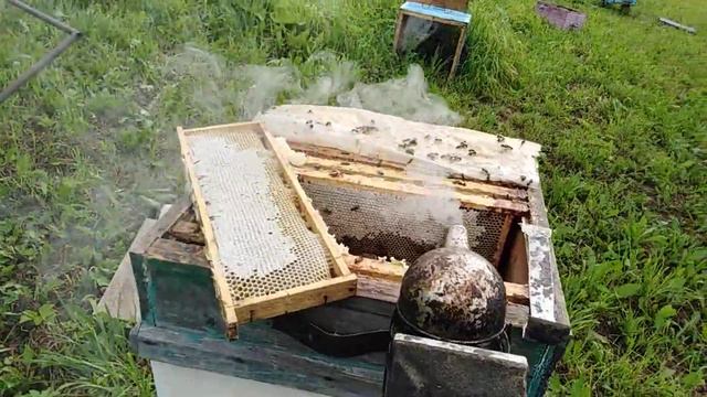 Куда делся мёд? смотреть онлайн