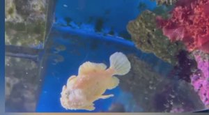 Московский океанариум .