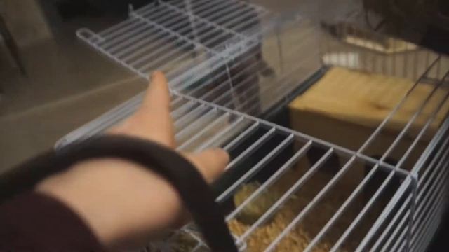 новые питомцы|морские свинки♥ смотреть онлайн