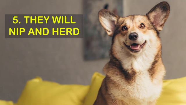 10 Reasons NOT To Get a Corgi 😥 смотреть онлайн