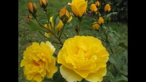 Дыбанина М  Альгамбра сады Хенералифе