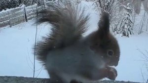 Белка песенки поет, да орешки все грызет.