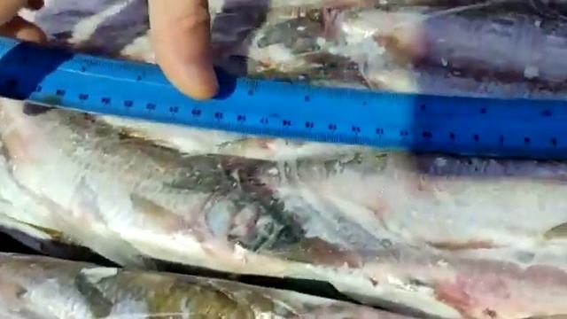 Рыба оптом: https://onlinevizitka.com/impulsooo(5) смотреть онлайн