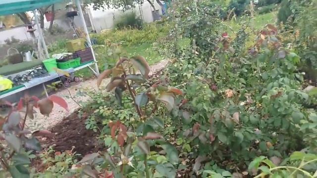Готовим РОЗЫ к зимовке. Обрезка, подкормка, обработка
