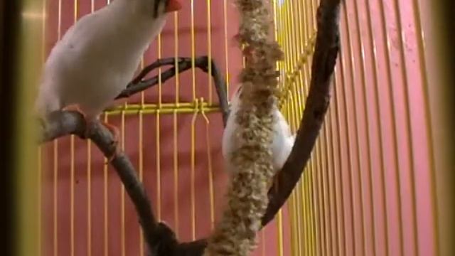 Очень вкусный колосок смотреть онлайн