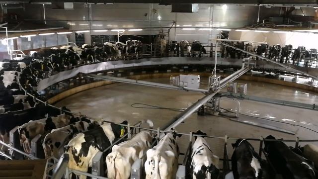 Жесть! Медведь в аэропорту смотреть срочно! смотреть онлайн