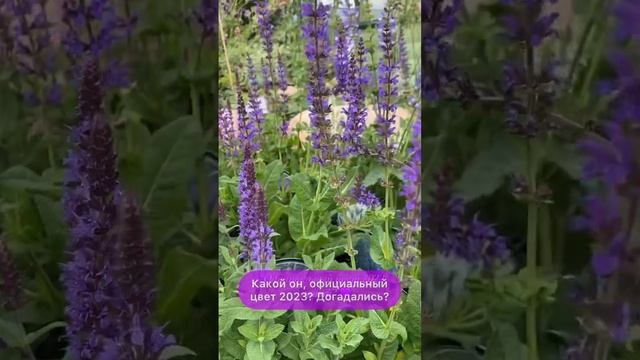 Лавандовый цвет - цвет 2023!? смотреть онлайн