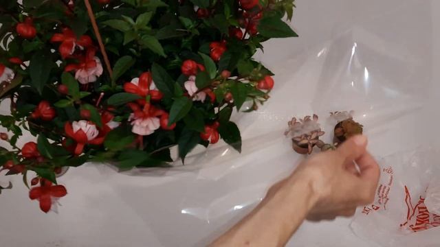 Новиночки // цветение хойи Пахиклада альбо смотреть онлайн