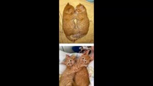 Как вырастают домашние животные