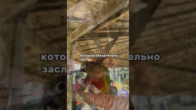 Олеся -руководитель онлайн турагентства WA:8(961)484-79-57#зимовка #рекомендации #турыонлайн смотреть онлайн