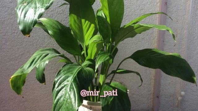 СПАТИФИЛЛУМ ПОНИК. Что делать? КАК СПАСТИ СПАТИФИЛЛУМ ЕСЛИ ОН ЗАВЯЛ? смотреть онлайн