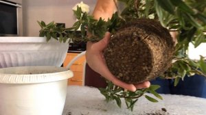 КОЛУМНЕЯ УХОД И ПЕРЕСАДКА