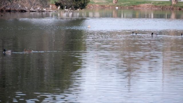 The Happy Lake (Fujifilm X-S10+XF 70-300) смотреть онлайн