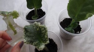 Укоренение листа фиалки в воде и грунте‼️