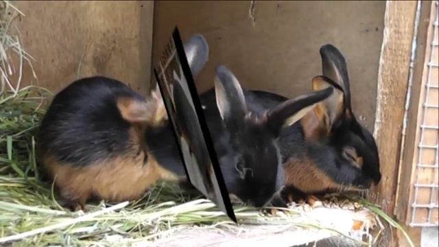 Кролики породы чёрно-огненный смотреть онлайн