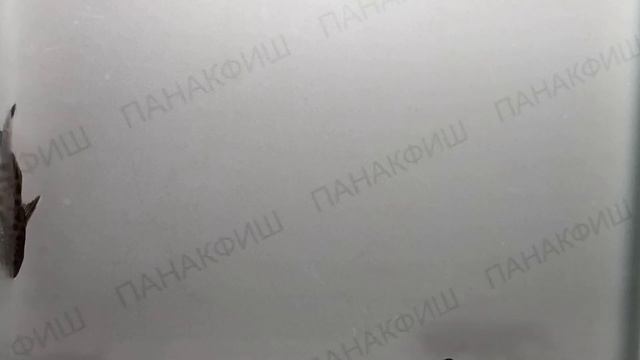 Синодонт петрикола (Synodontis petricola) смотреть онлайн