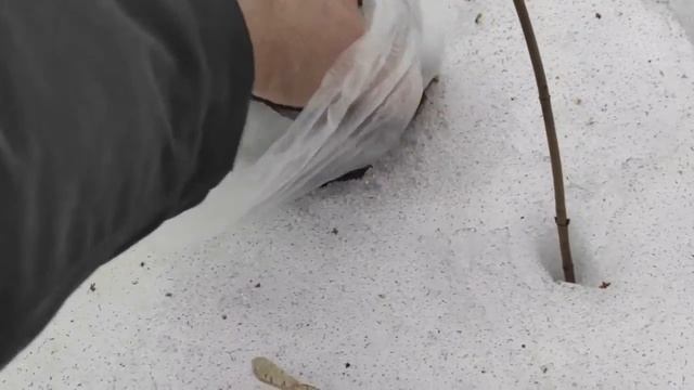 Какашки. Нужно убирать за своими собаками. смотреть онлайн