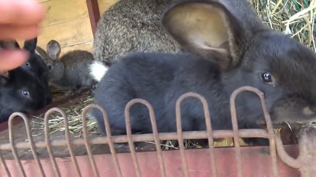 Во всем виновата луна, Хоз дворик под Киевом, едем в ресторан отмечать Ирын Д Р, Шаповаловы влог смотреть онлайн