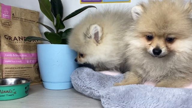 Кремовые шпицы - мини - померанский шпиц