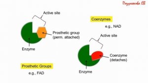 ФЕРМЕНТЫ. ОБЩАЯ БИОХИМИЯ. ЛЕКЦИЯ 2, часть 1