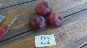 Черные яблоки. Осенняя яблоня Ред Мак (apple Red Mc). Редкий клон серии Макинтош. Обзор и дегустаци