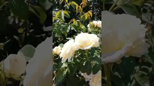 Спасатель роз для роэ