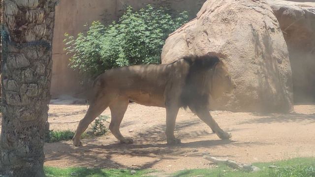 Лев в зоопарке в оазисе аравийской пустыни. Город-сад Аль-Айн, Абу-Даби, ОАЭ, 21.04.2023 смотреть онлайн