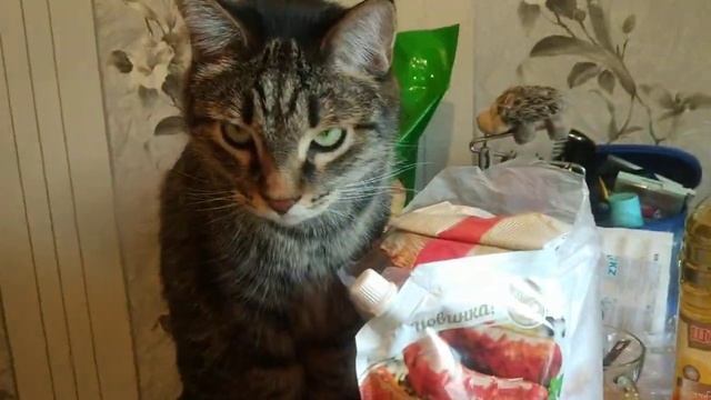 Обзор покупок.#моякасюня #котики #лайк смотреть онлайн