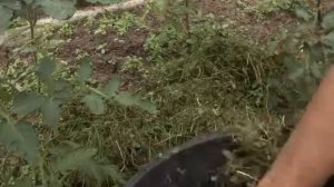 Что делать если размыло корни у томатов?
