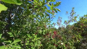 Черёмуха красная, а рядом ещё какое-то растение летом 2021 года