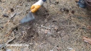 Бесплатный грунт для посадки Голубики / где взять грунт бесплатно?