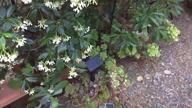 star #jasmine смотреть онлайн