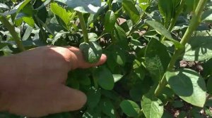 Можно ли выращивать голубику высокорослую в жарком климате?